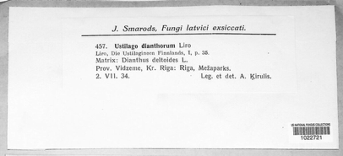 Microbotryum dianthorum image